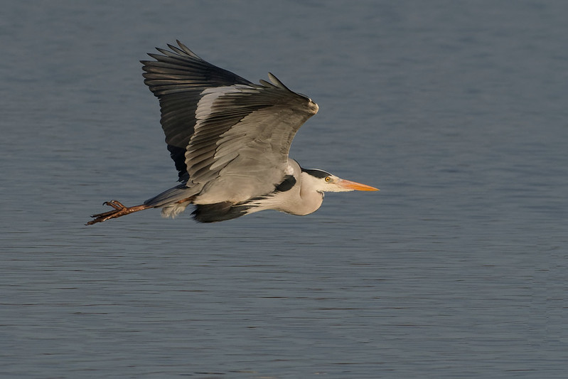 Heron cendre.jpg